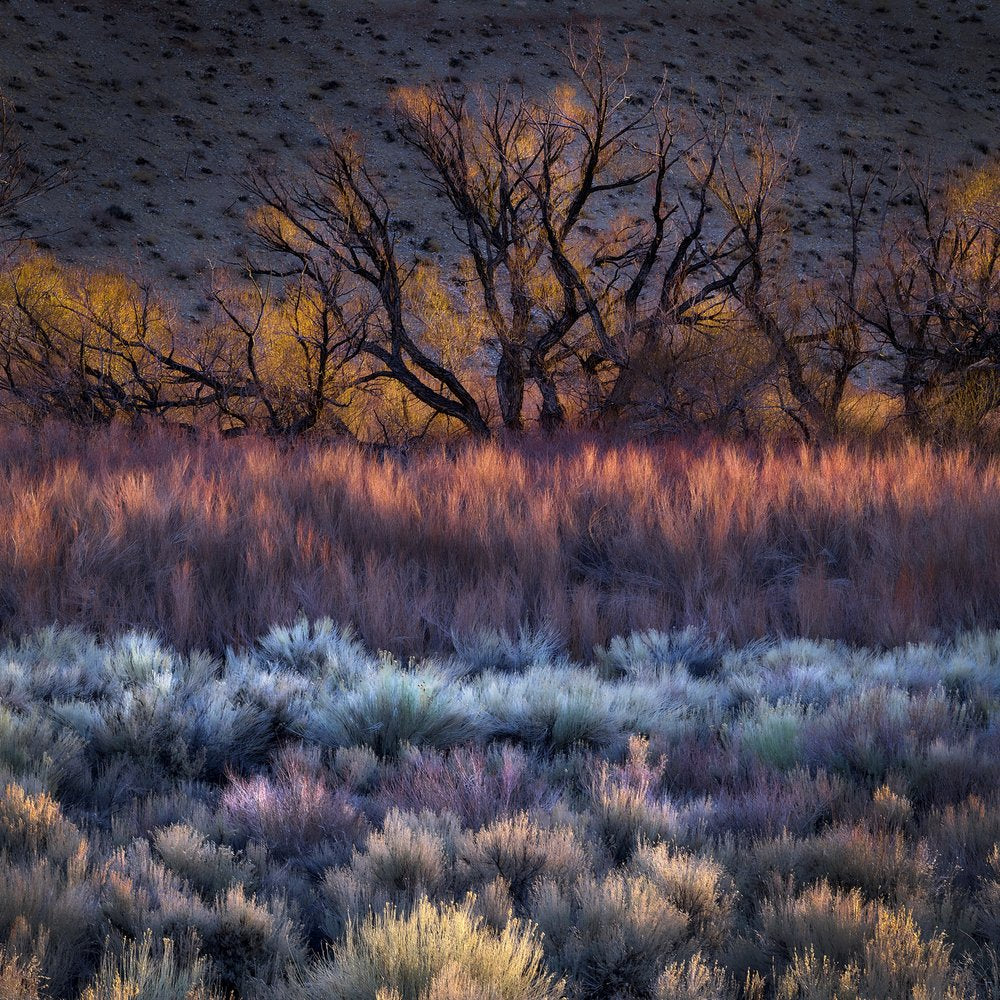 Desert Twilight Glow