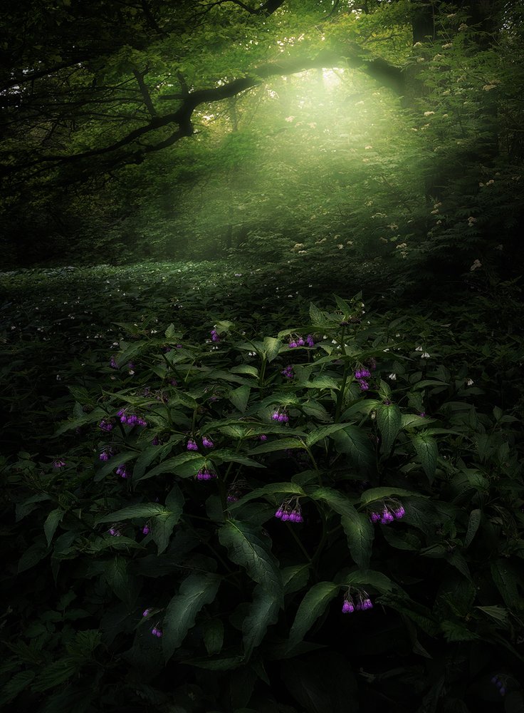Ethereal Forest Sunlight