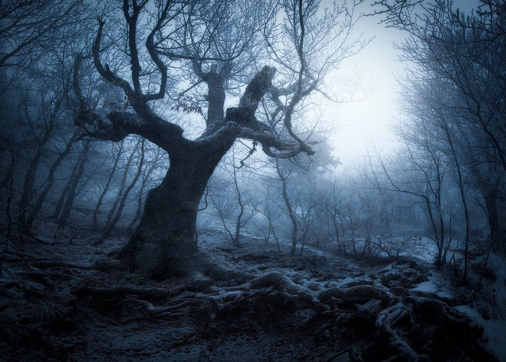 Ancient Tree Foggy Forest