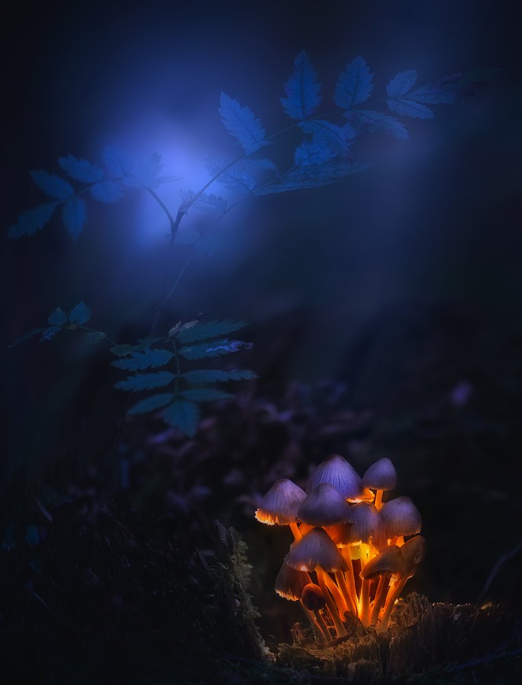 Mystical Mushroom Light