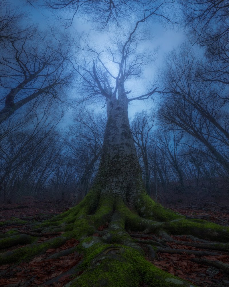 Misty Ancient Tree