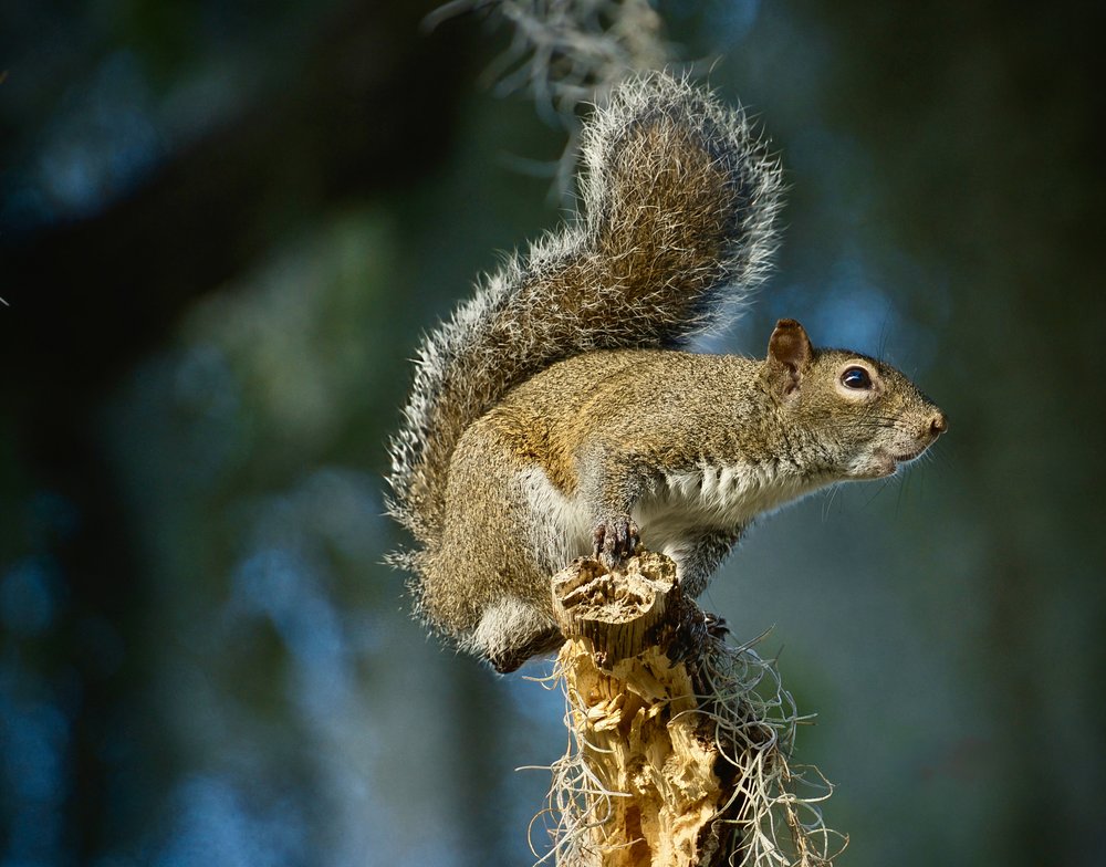 Watchful Forest Squirrel