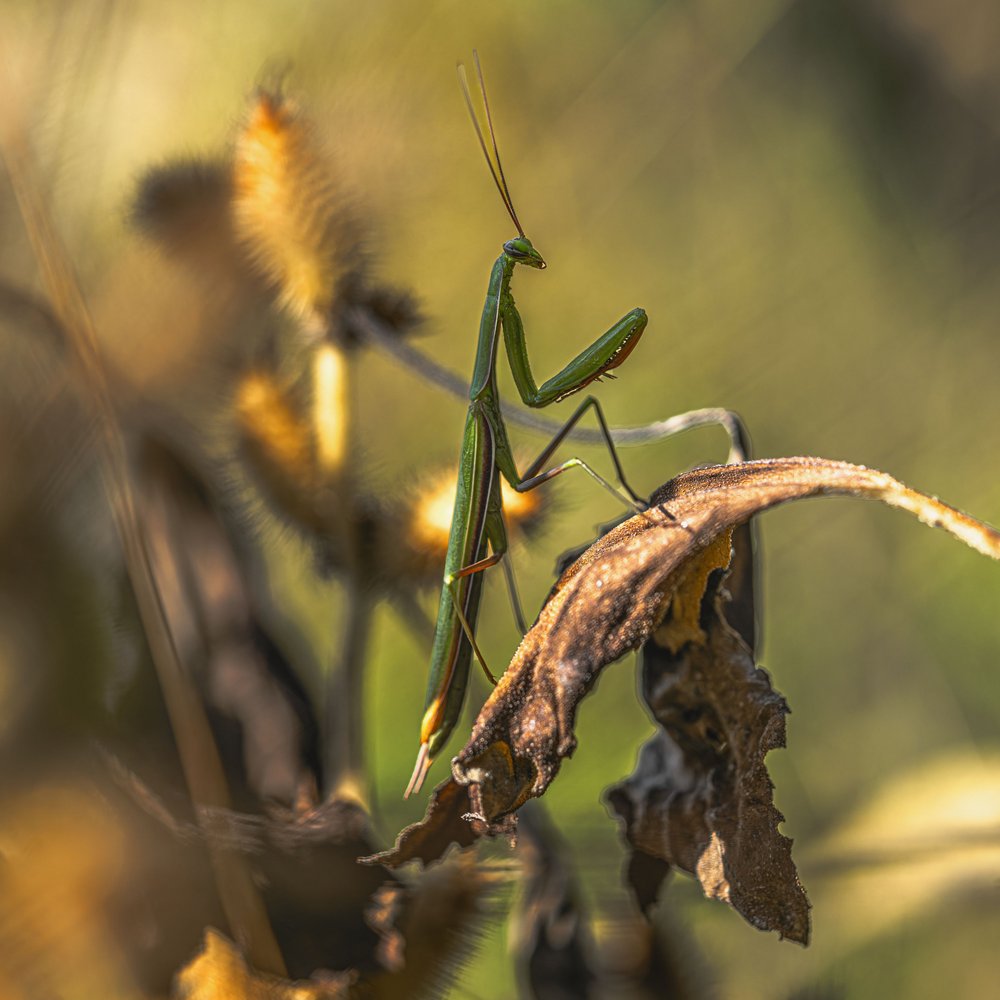 Praying Mantis Stillness