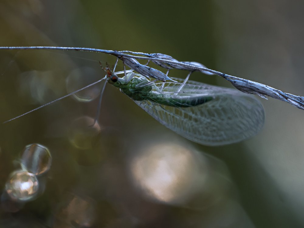 Green Lacewing Morning Dew