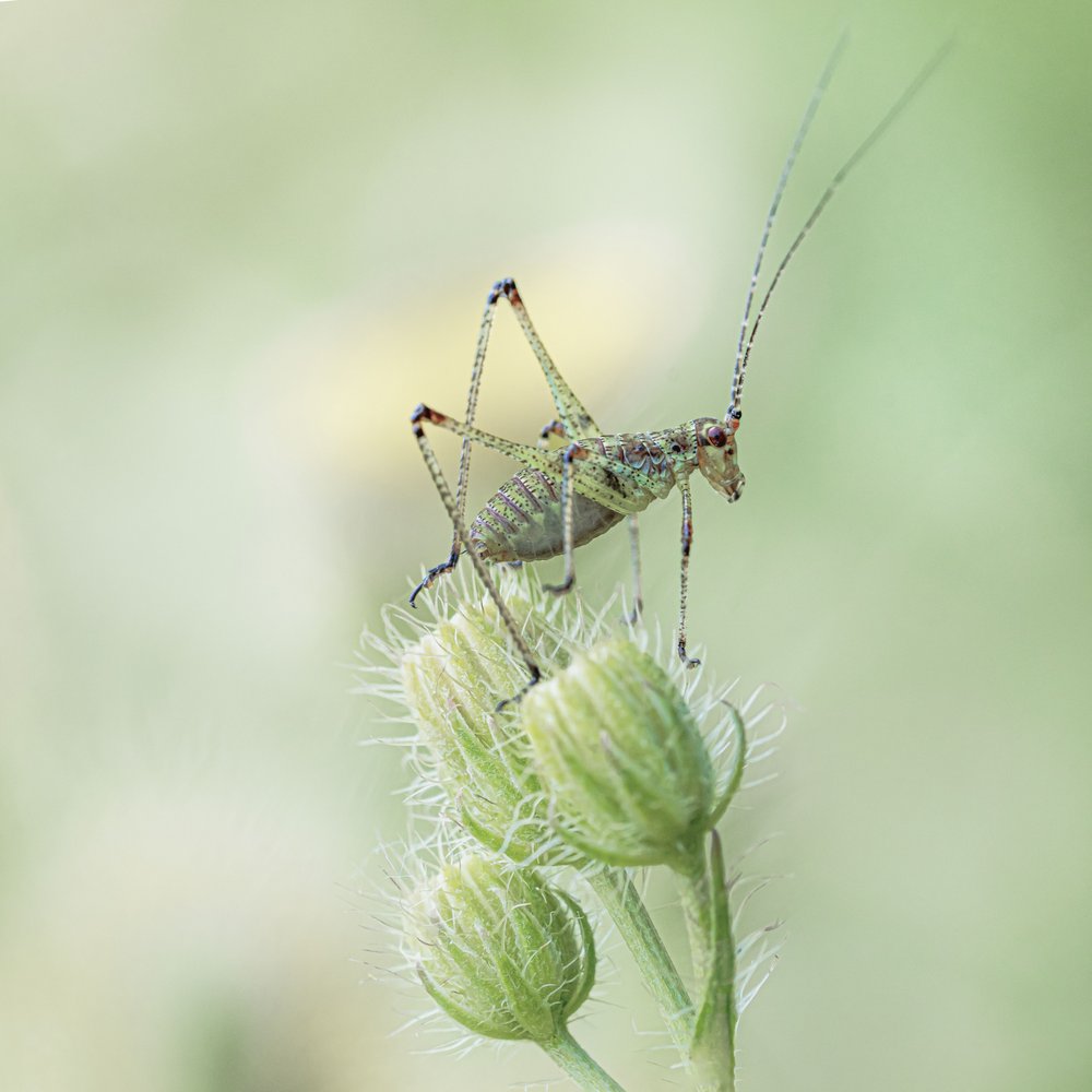 Green Nymph Perched