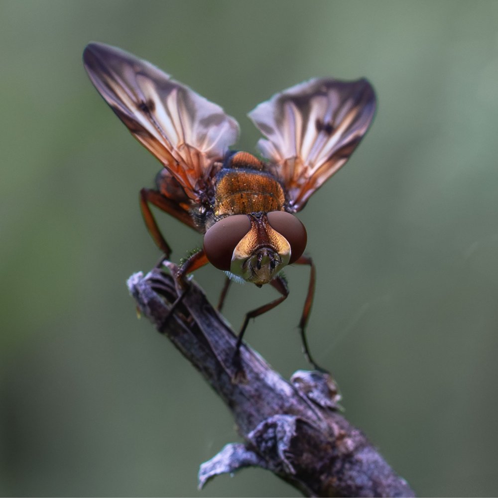 Golden Fly Macro