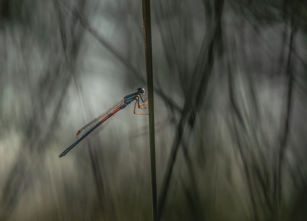 Blue Damselfly on Stem