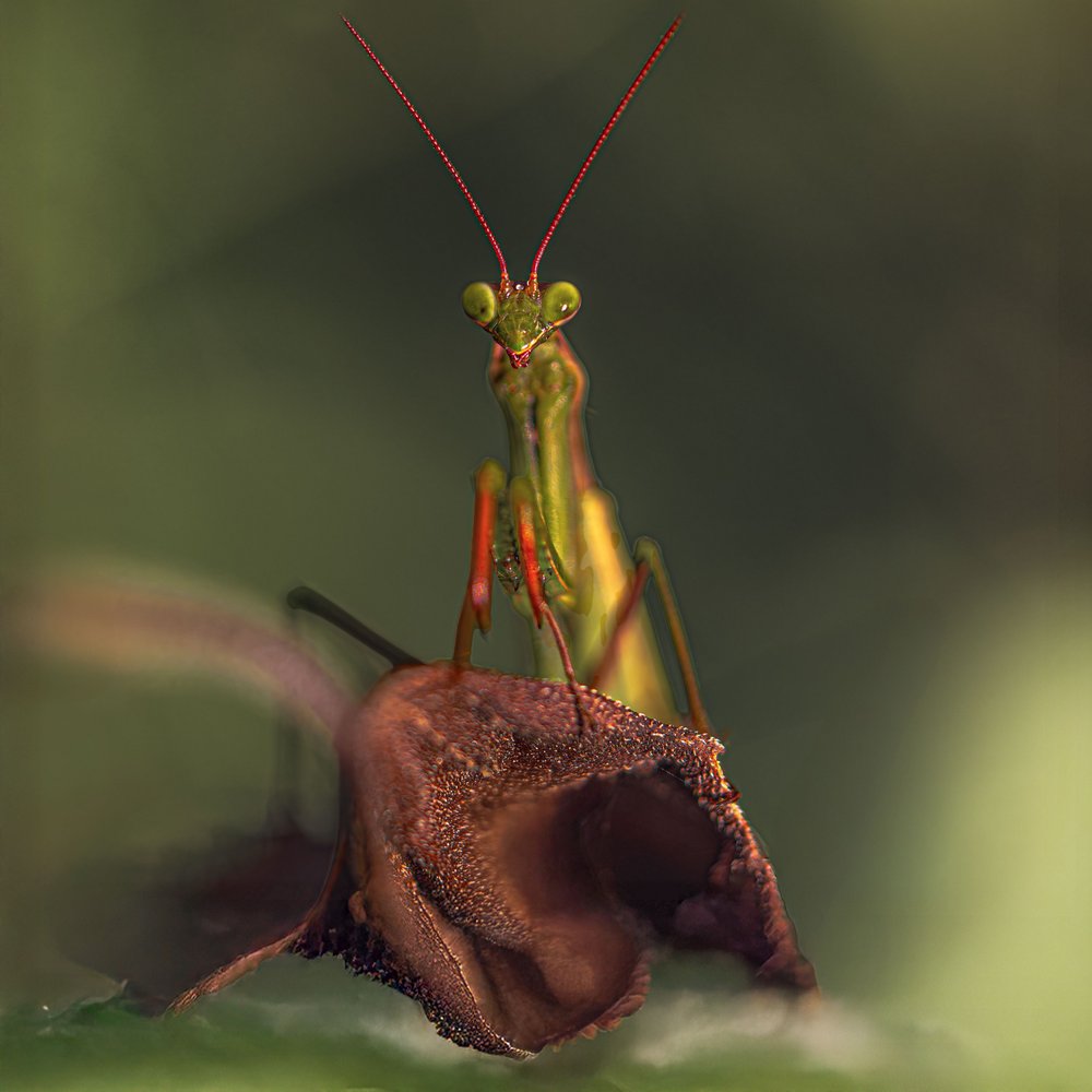 Praying Mantis Gaze