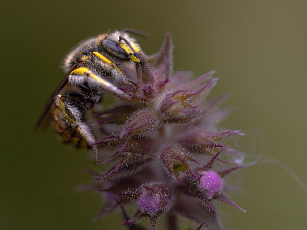 Fuzzy Bee Purple Bloom