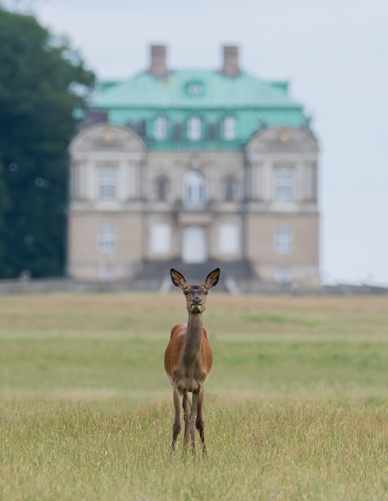 Young Deer Before Mansion