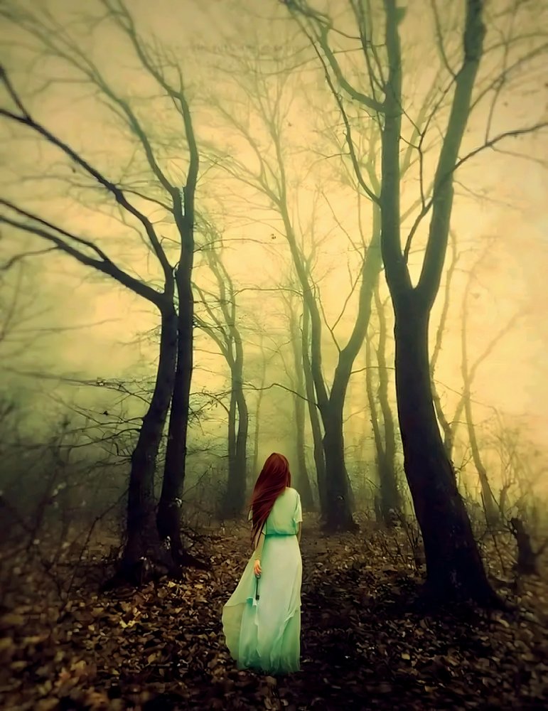 Misty Forest Wanderer