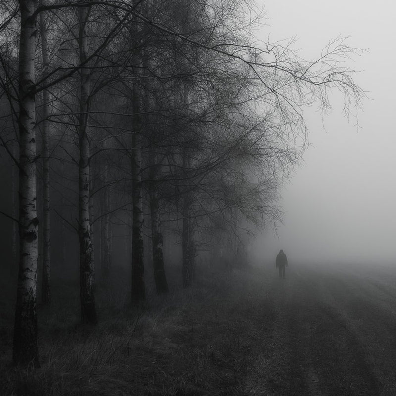 Solitary Walk Foggy Woods