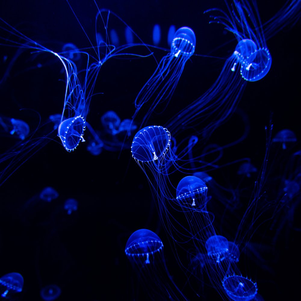 Ethereal Blue Jellyfish