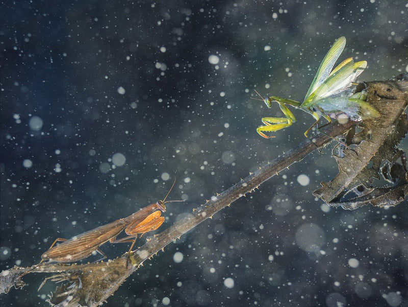 Praying Mantis Encounter