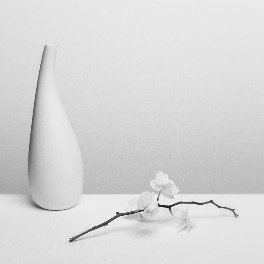 Monochrome Orchid Still Life