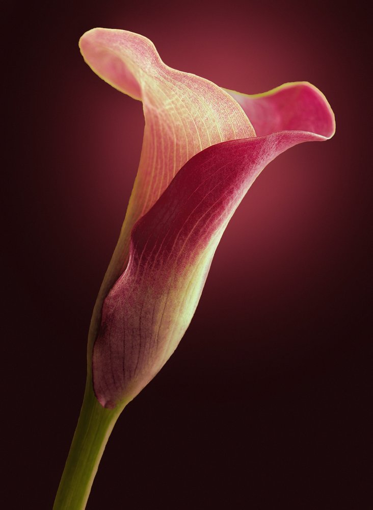 Elegant Calla Lily