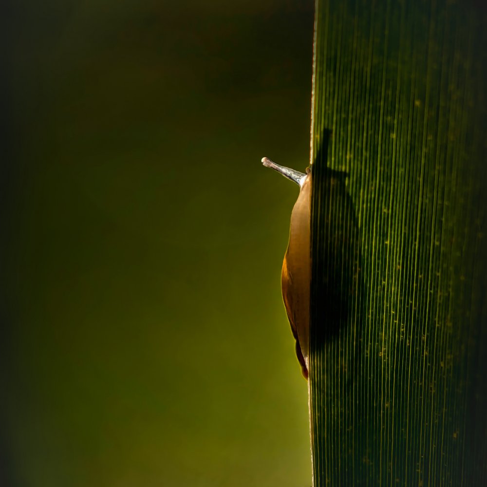 Backlit Slug on Leaf