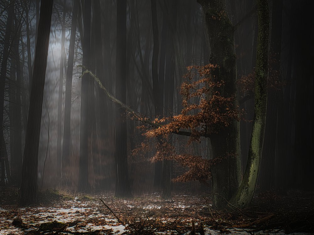 Misty Forest Light