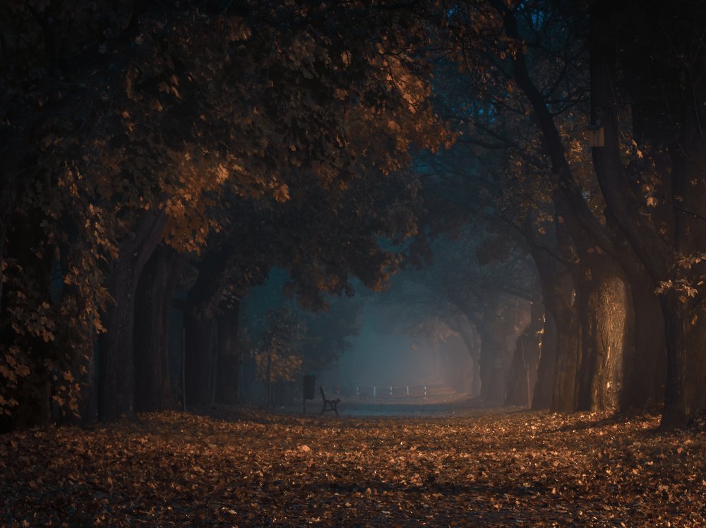Misty Autumn Path