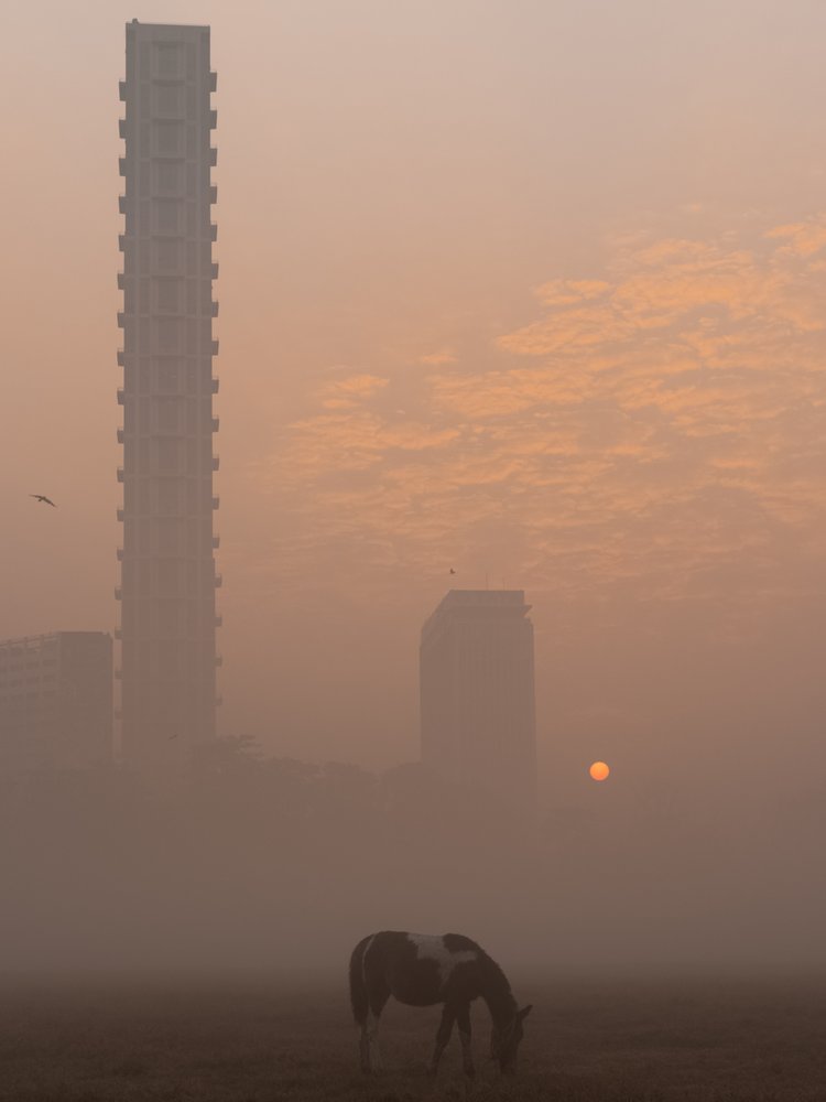 Horse In Misty City