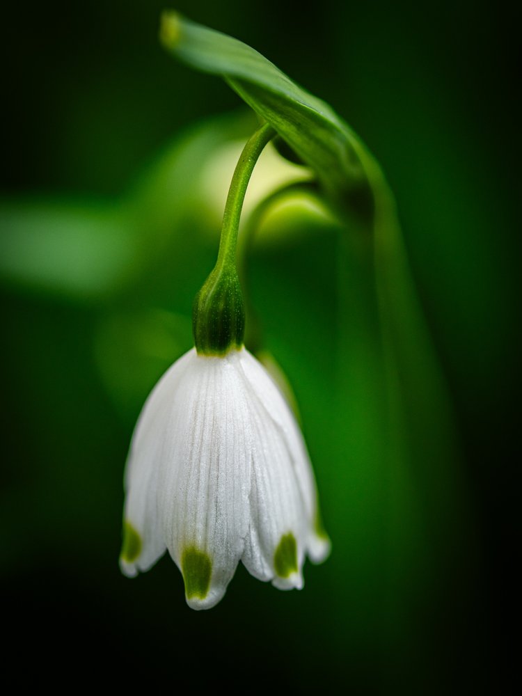 Gentle White Snowdrop