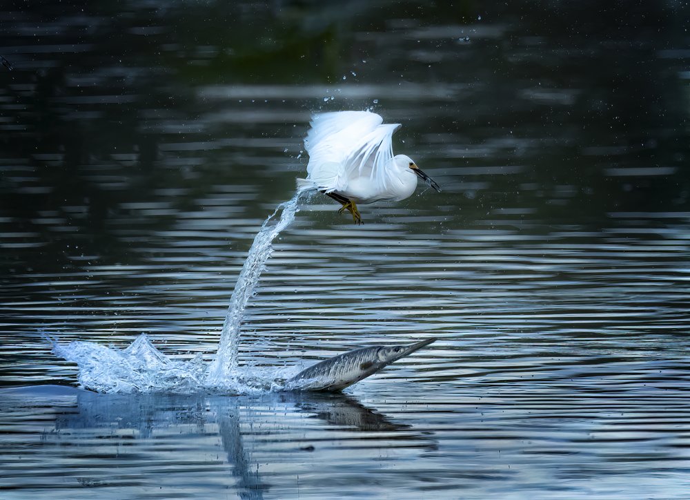 Egret's Splash Catch