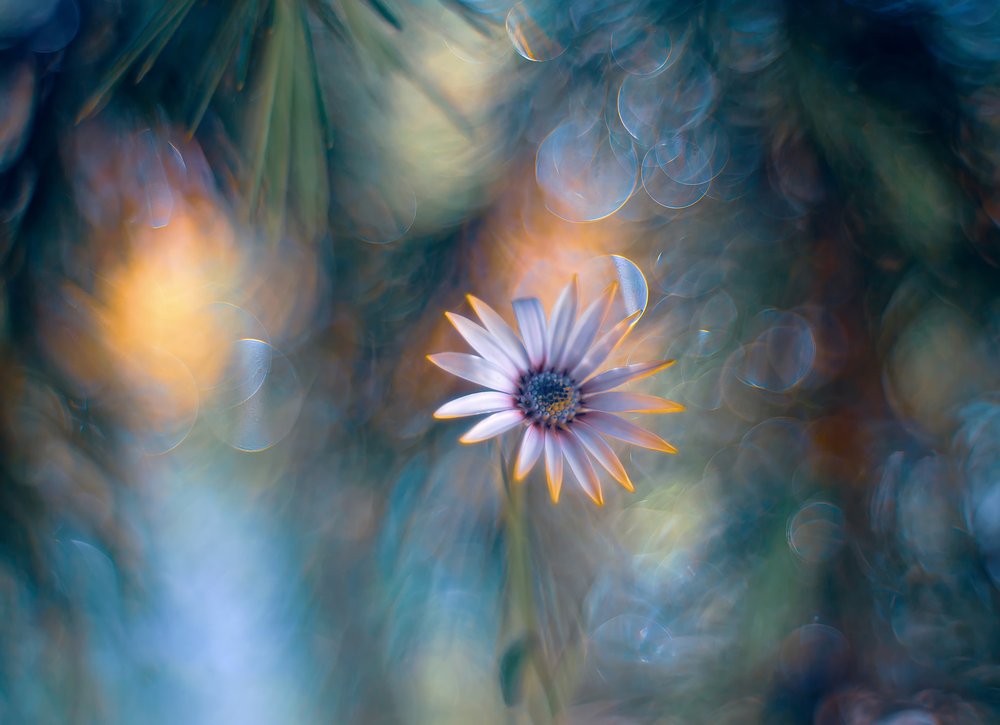 Dreamy Daisy Bloom