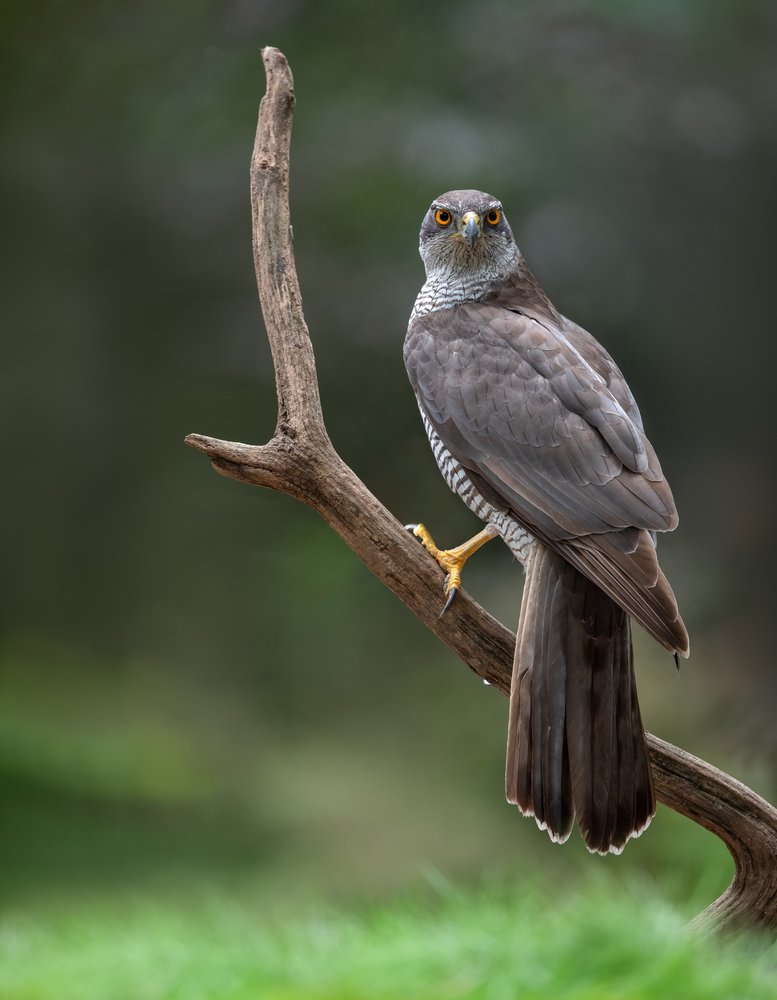 Intense Hawk Gaze