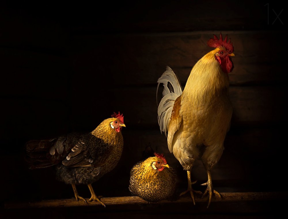 Proud Rooster and Hens