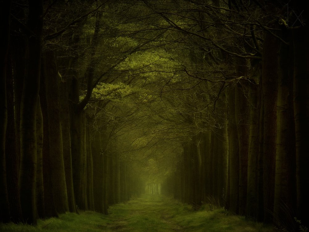 Dark Forest Path