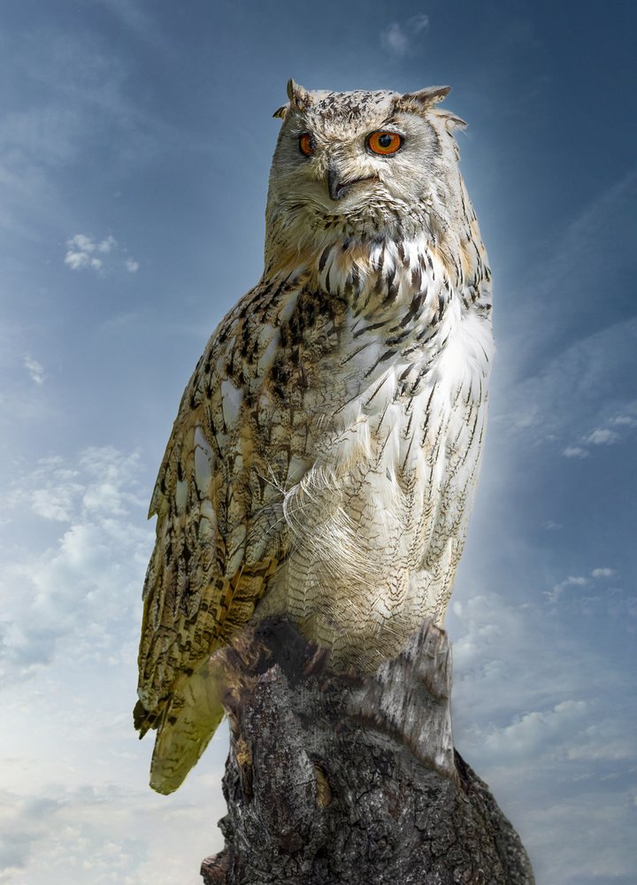Majestic Eagle Owl