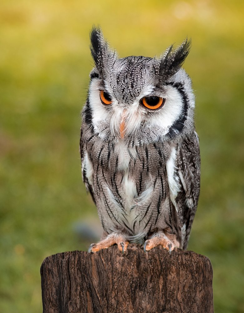 Alert White Owl