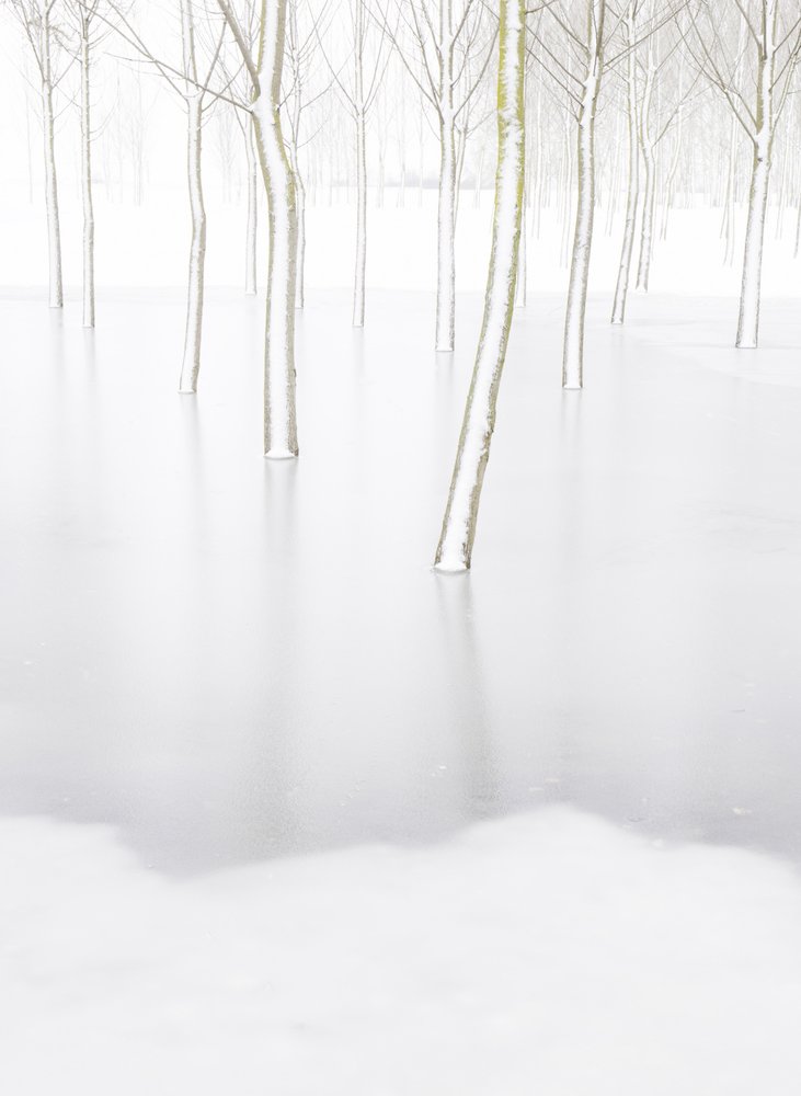 White Forest Reflections