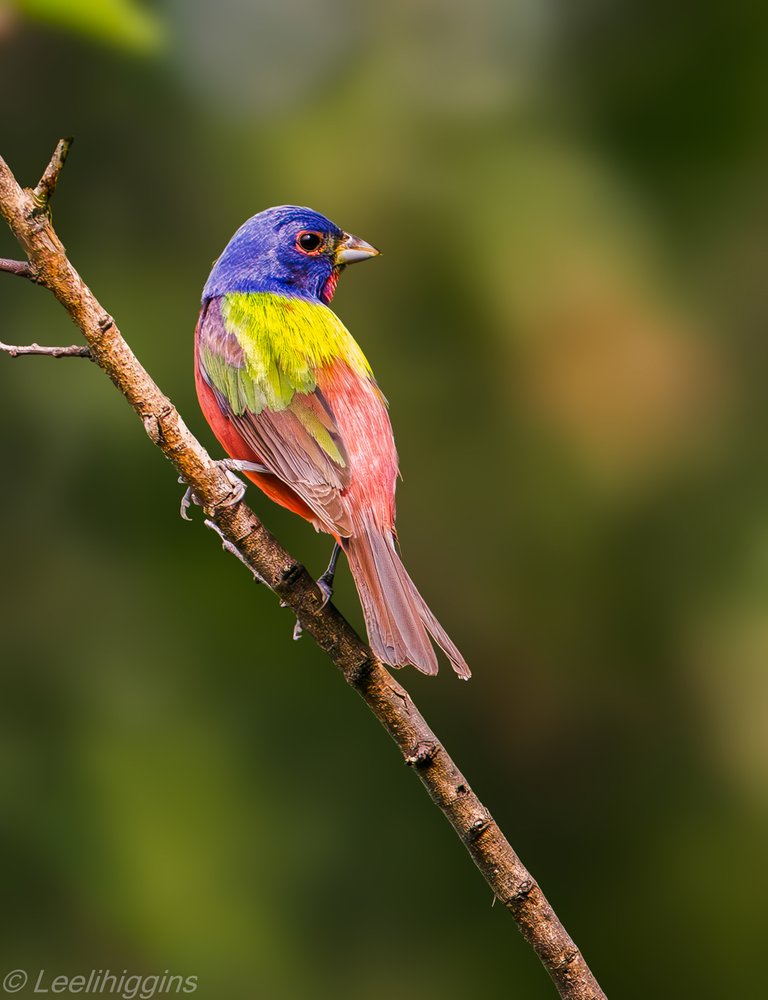 Colorful Painted Bunting