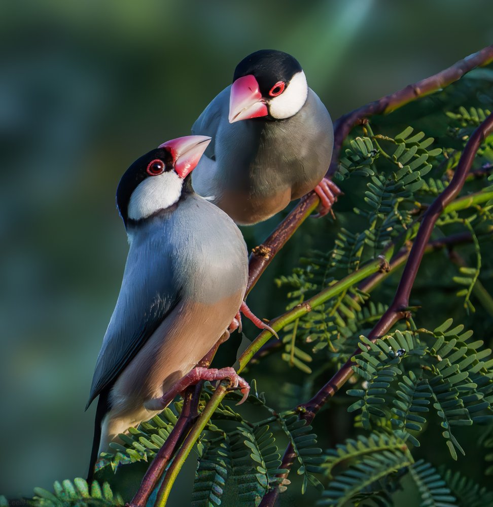 Two Java Finches Perched