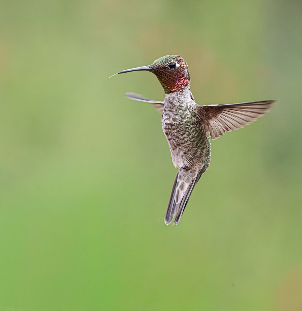 Hummingbird In Flight
