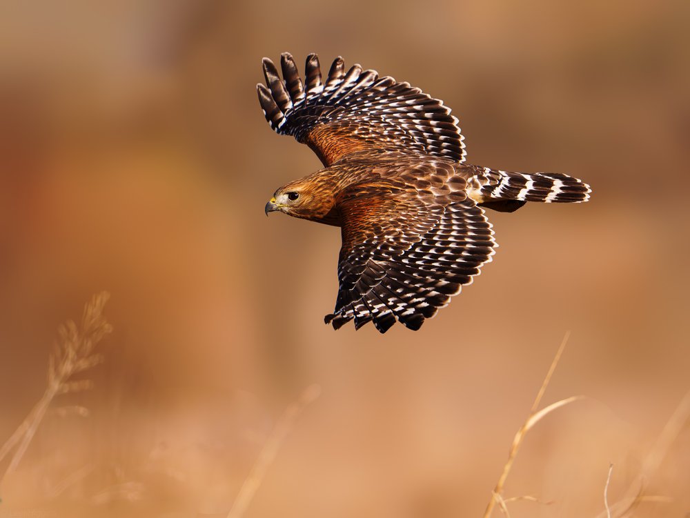 Hawk in Golden Flight
