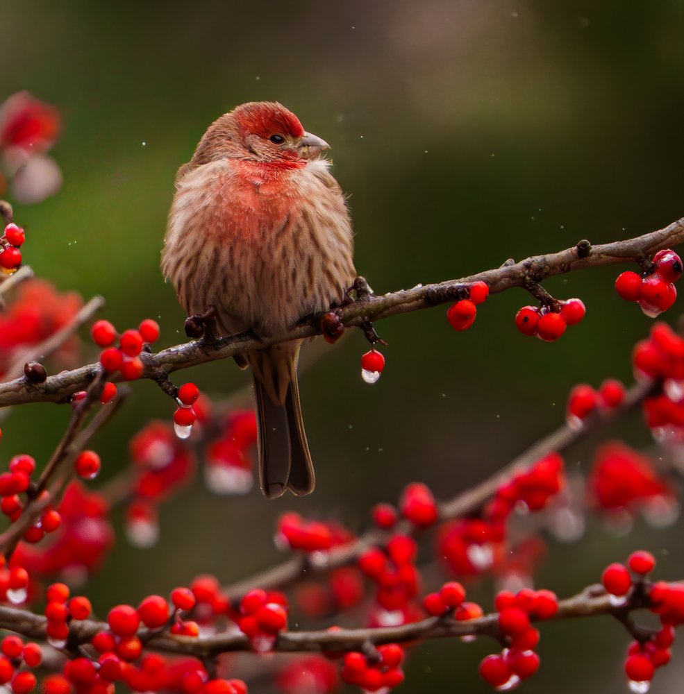 Finch Among Winter Berries