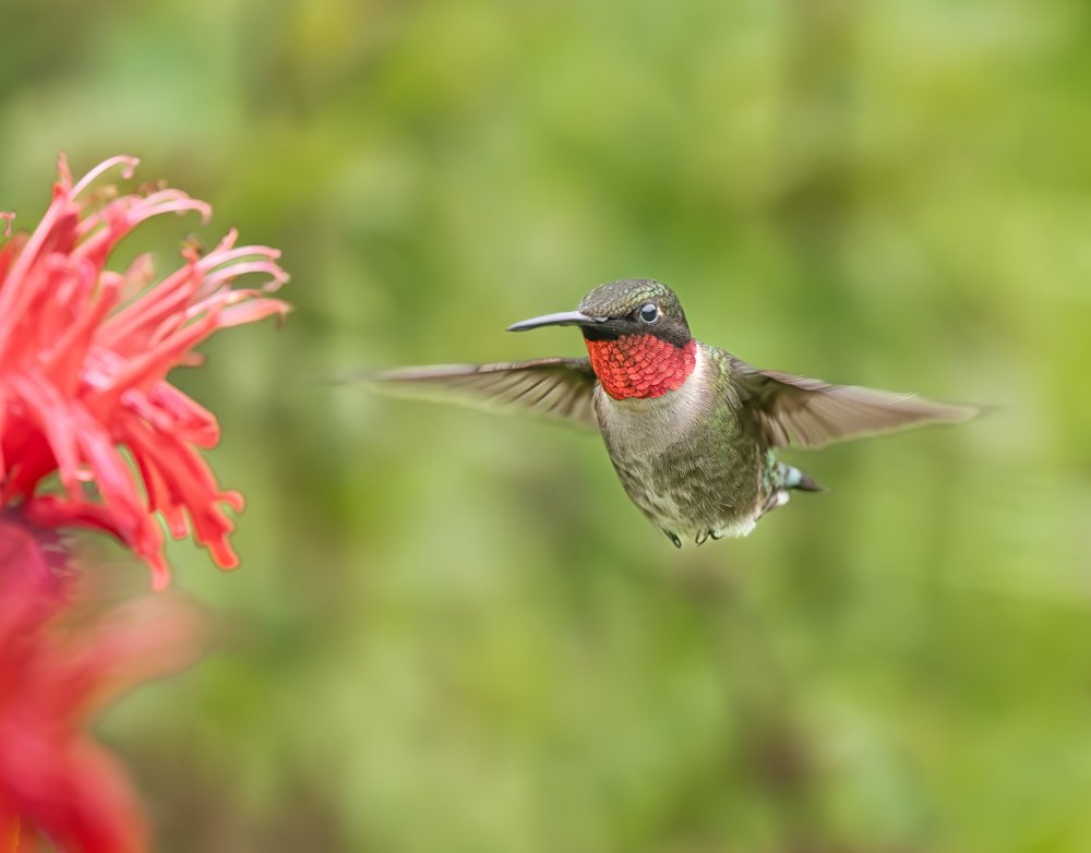 Ruby Throated Hummingbird