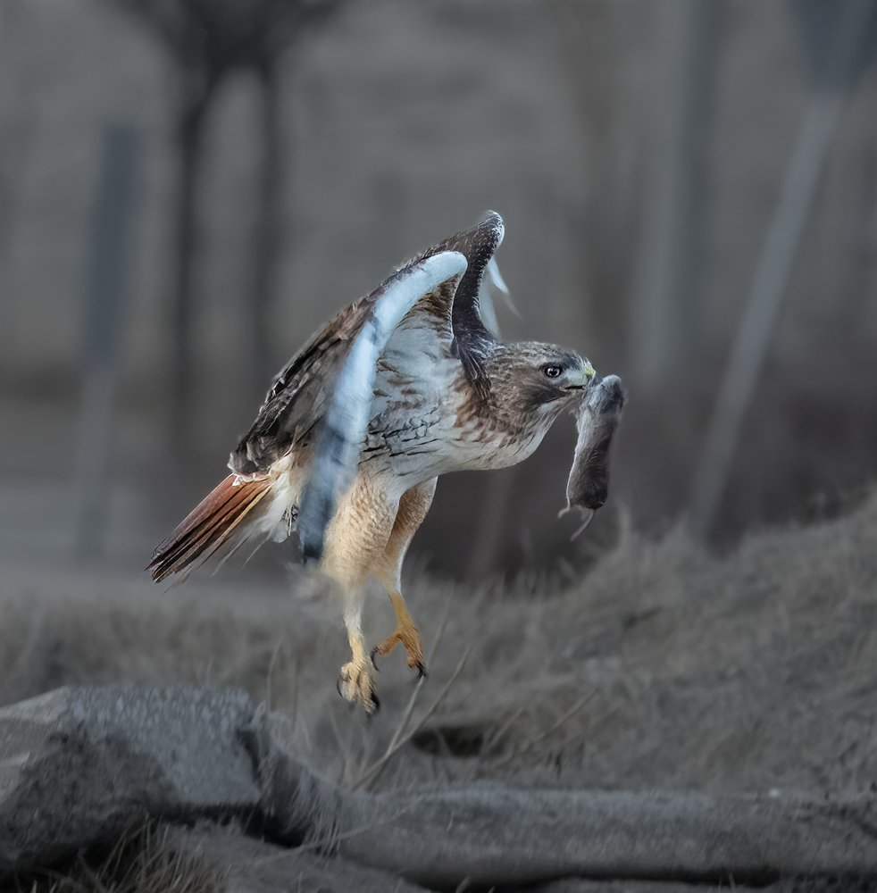 Raptor With Prey
