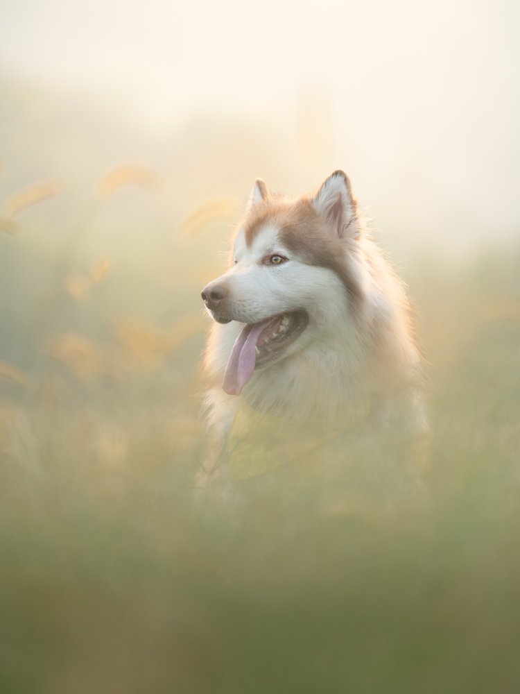 Golden Light Husky