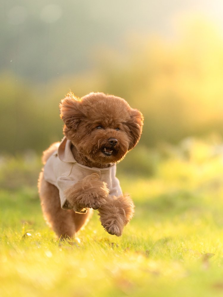 Joyful Poodle Golden Run