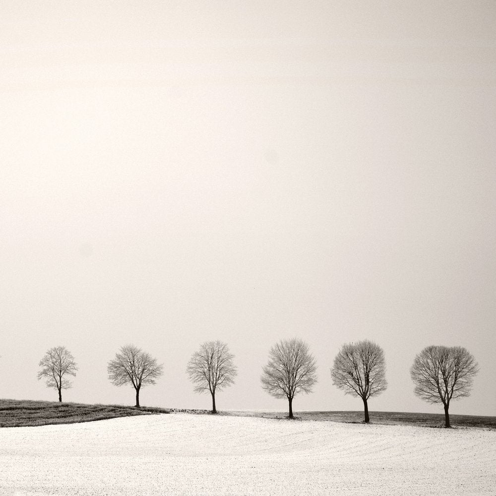 Winter Tree Line