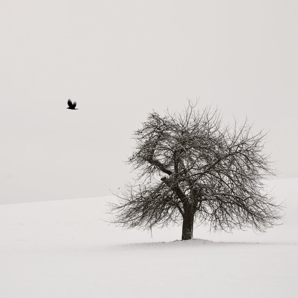 Winter Tree and Crow