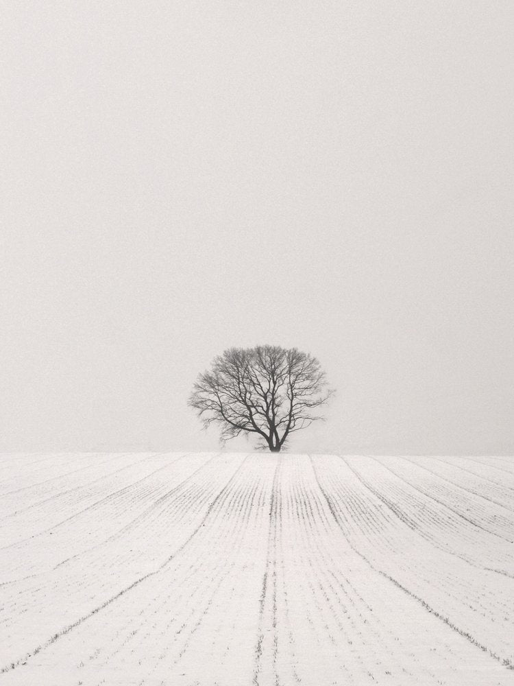 Solitary Winter Tree