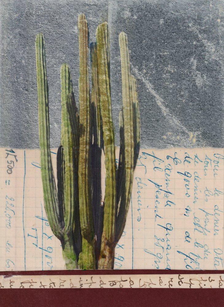 Vintage Cactus Study