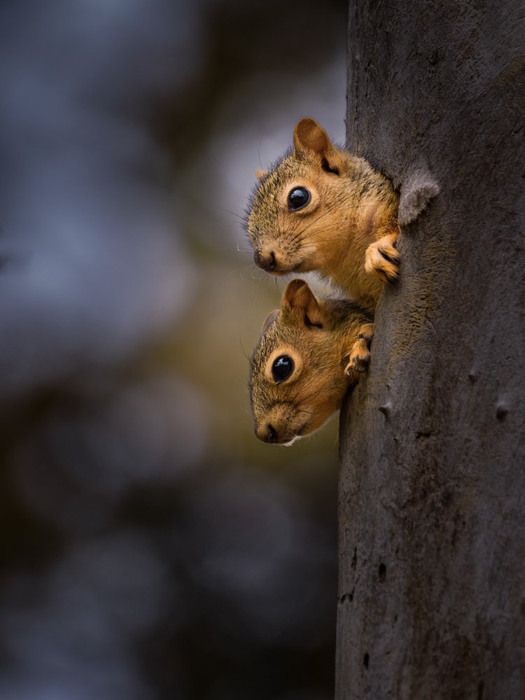 Curious Squirrels Peeking
