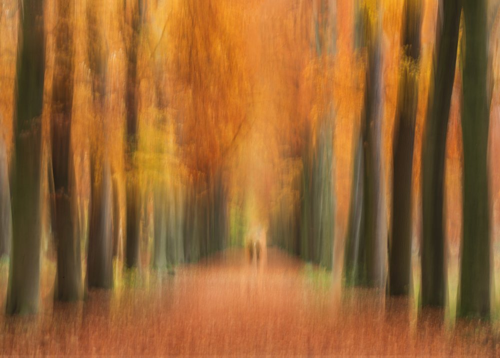 Abstract Autumn Forest Path