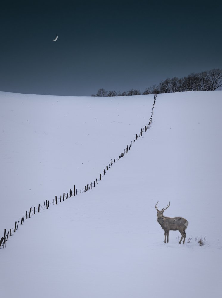 Lone Buck Winter Night
