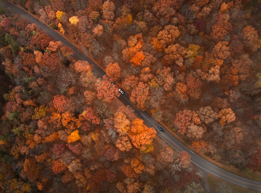 Autumn Forest Road